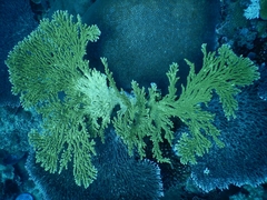 Acropora clathrata