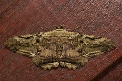 Ruttellerona lithina