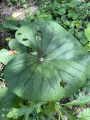 Petasites japonicus