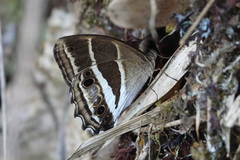 Parataygetis albinotata