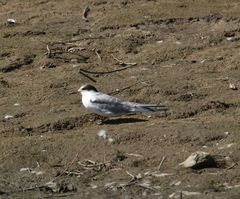 Sterna hirundo