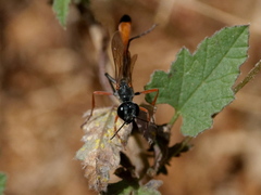 Ammophila
