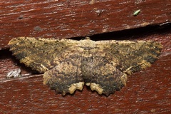 Ruttellerona pallicostaria