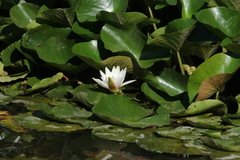 Nymphaea