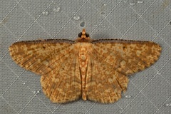 Synegia