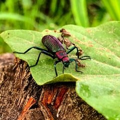 Strongylium auratum