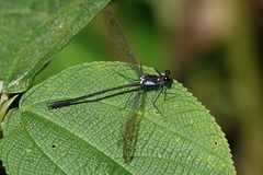 Teinopodagrion