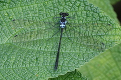 Teinopodagrion