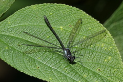 Teinopodagrion