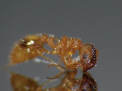 Temnothorax lichtensteini