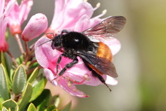 Bombus excellens