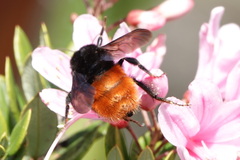 Bombus excellens
