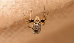 Zygoballus rufipes