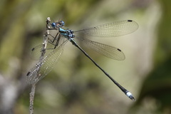 Lestes apollinaris