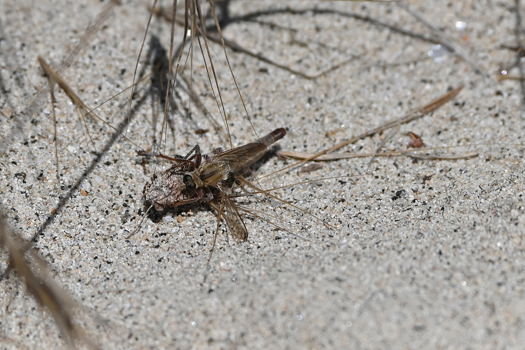 Stenopogon from Ostmakedonien und Thrakien, NestosSchlucht
