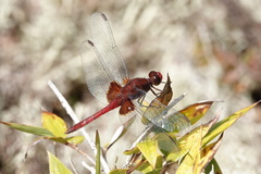 Erythrodiplax ines