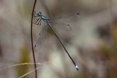 Lestes apollinaris