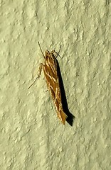 Pyroderces argyrogrammos