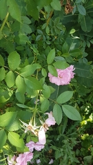 Rosa