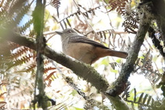 Knipolegus poecilurus