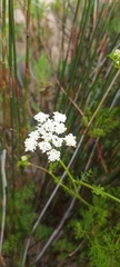 Dasispermum