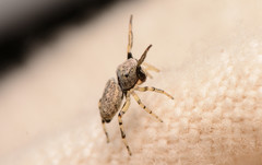 Zygoballus rufipes