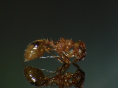 Temnothorax lichtensteini