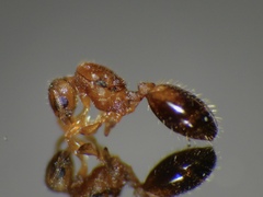 Temnothorax lichtensteini