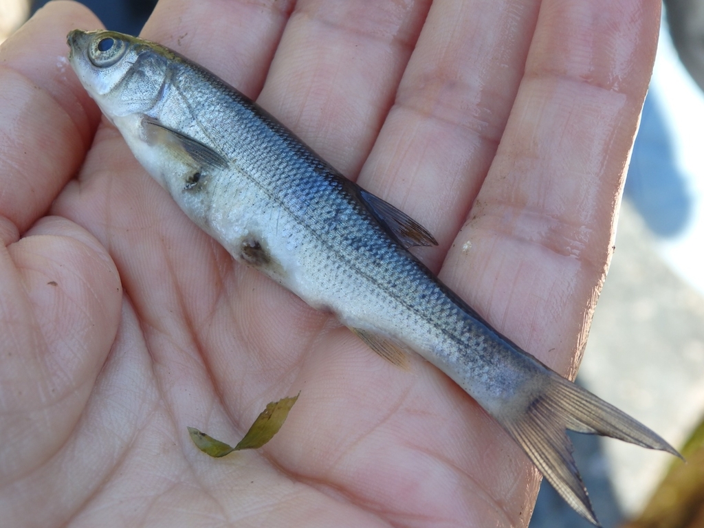 Iberian Straight-Mouth Nase