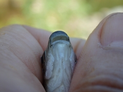 Pseudochondrostoma polylepis