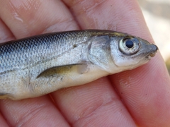 Pseudochondrostoma polylepis