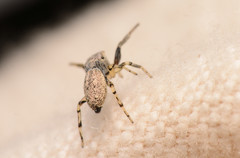 Zygoballus rufipes