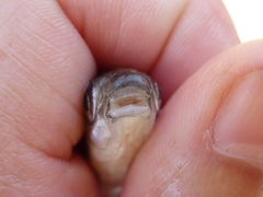 Pseudochondrostoma polylepis