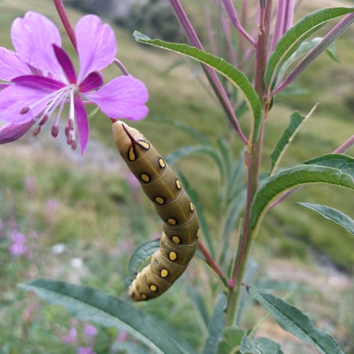 Hyles gallii