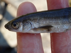 Pseudochondrostoma polylepis