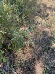 Centaurea nemoralis