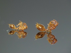 Temnothorax lichtensteini