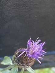 Centaurea nemoralis