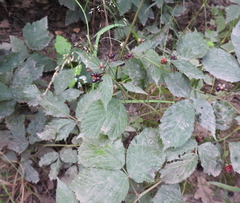 Rubus