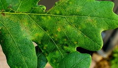 Neuroterus quercusbaccarum