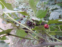 Rubus