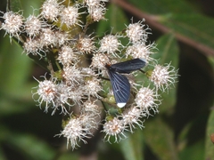 Melanchroia chephise