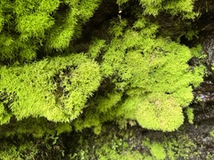Thamnobryum alleghaniense