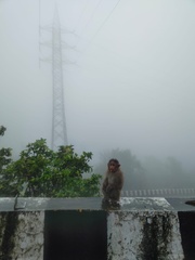 Macaca radiata