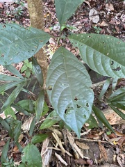 Clerodendrum deflexum
