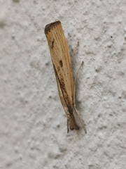 Agriphila inquinatella