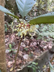 Clerodendrum deflexum