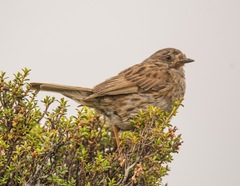 Prunella modularis occidentalis