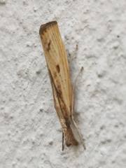 Agriphila inquinatella