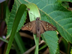 Hesperiidae